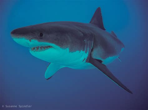 great white sharks the biology of carcharodon carcharias Epub