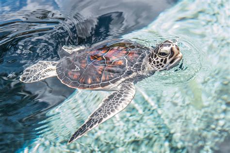 green sea turtle