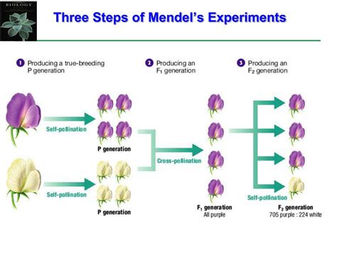 gregor mendel experiments answer key Doc