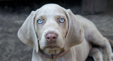 grey breed dogs