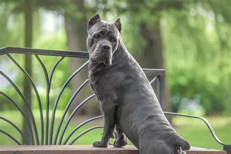 grey cane corso dog