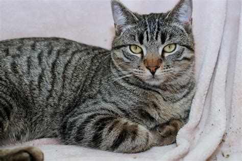 grey domestic shorthair