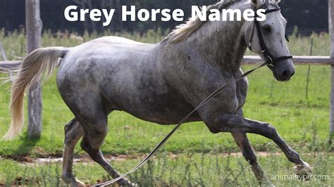 grey horse names