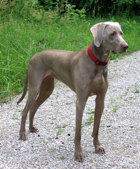 grey weimaraner