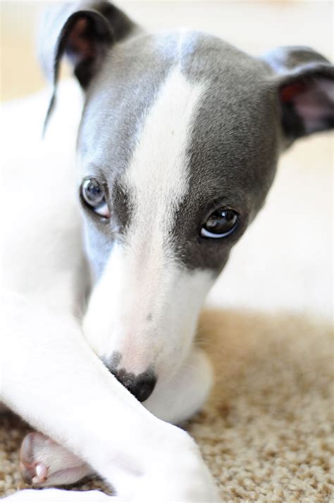 greyhound dog puppy