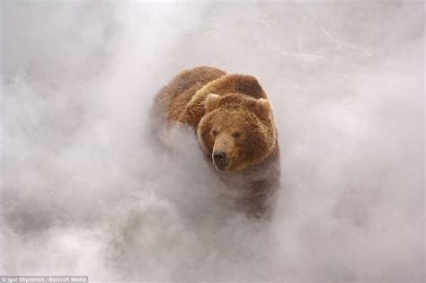 grizzlies in the mist PDF