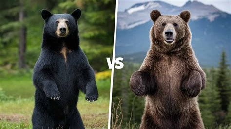 grizzly bear vs black bear