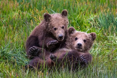 grizzly bear with cubs