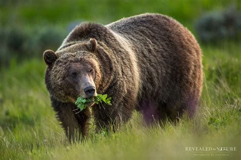 grizzly the bears of greater yellowstone Epub