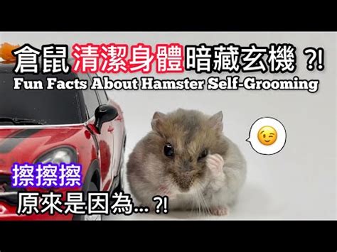 groomer 中文