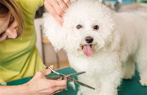 groomers near me for dogs