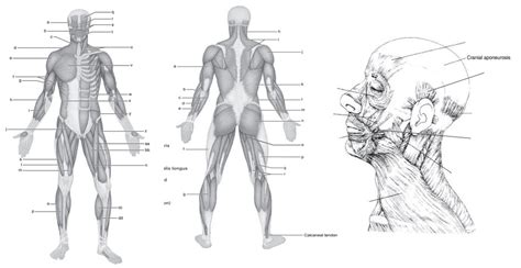 gross anatomy of the muscular system worksheet answers Reader