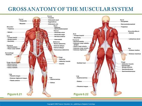 gross anatomy of the skeletal muscles answer key Reader