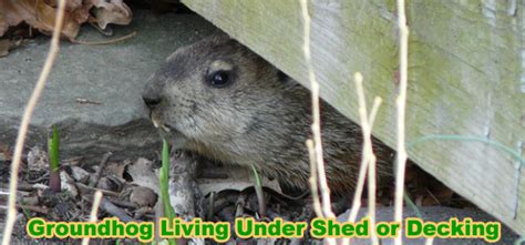 groundhog under deck