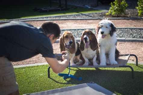 group dog training near me