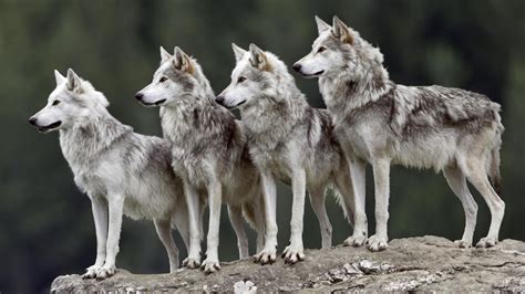 group wolf