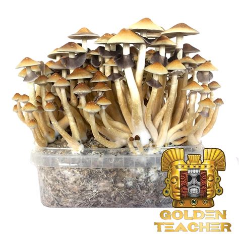 Grow Kits Magic Mushrooms
