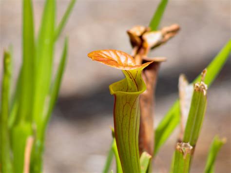 growing carnivorous plants PDF