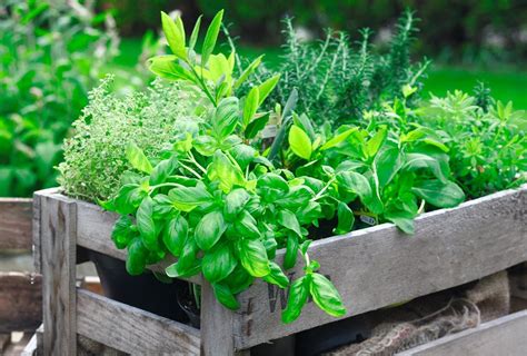 growing herbs a beginners guide to growing your own herbs Doc