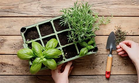 growing herbs a beginners guide to growing your own herbs Doc