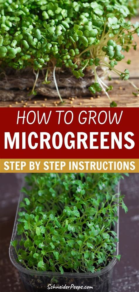growing microgreens step by step updated Epub