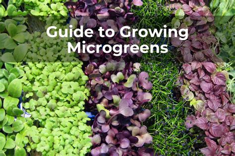 growing microgreens step by step updated Epub