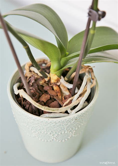 growing orchids like a pro growing orchids like a pro PDF