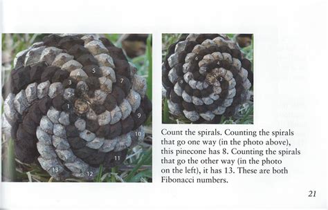 growing patterns fibonacci numbers in nature Epub