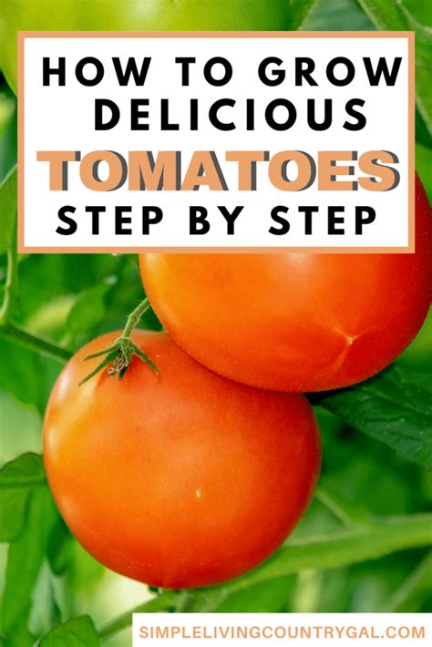 growing tomatoes basics for the beginner Epub