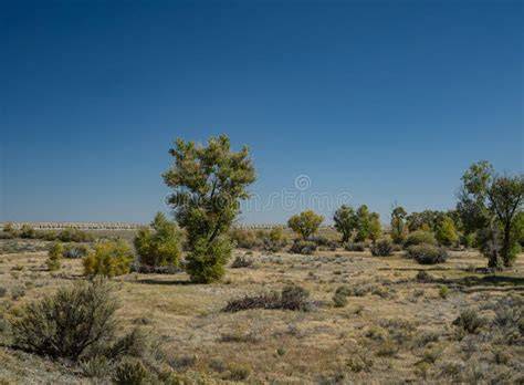 growing trees on the great plains PDF