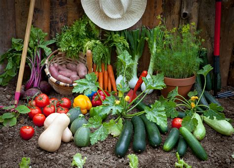 growing vegetables your garden vegetable Kindle Editon
