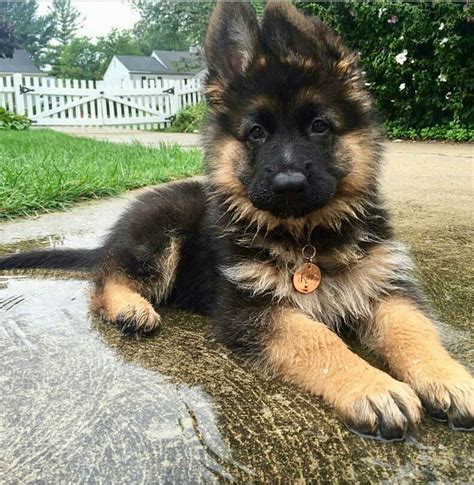 gsd dog puppy