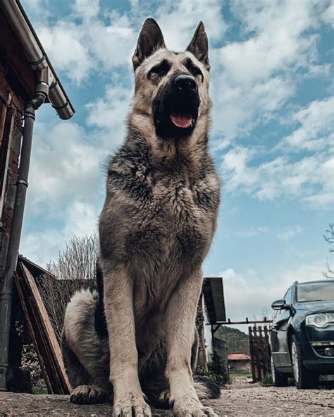 guard dogs in russia