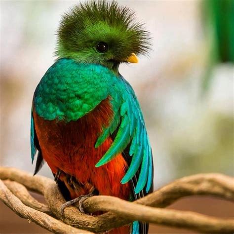 guatemala quetzal