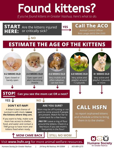 guide to kittens guide to kittens PDF
