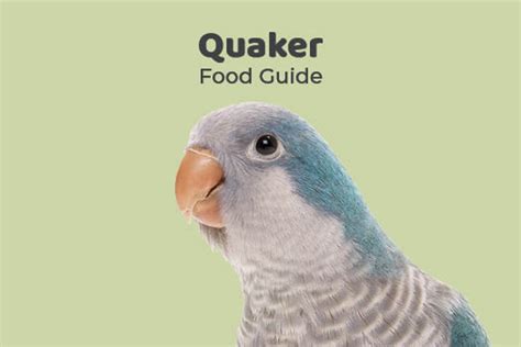 guide to the quaker parrot guide to the quaker parrot Epub