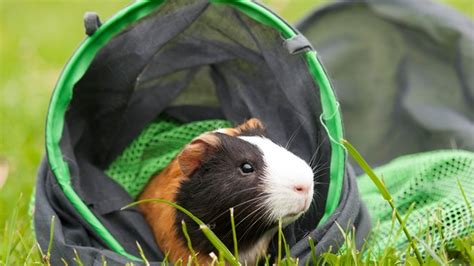 guinea pig accessories