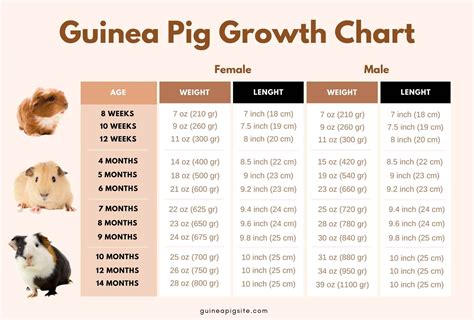 Guinea Pig Size Chart