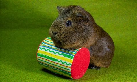 guinea pig toy