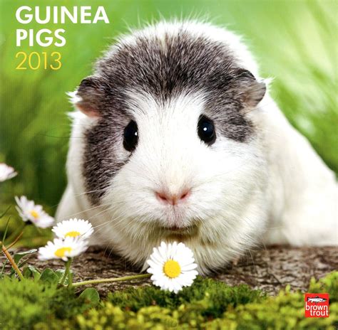 guinea pigs 2013 square 12x12 wall calendar multilingual edition Kindle Editon