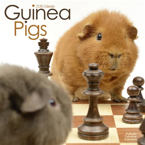 guinea pigs calendar 2016 wall calendars animal calendar monthly wall calendar by avonside Doc