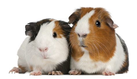 guinea pigs for kids guinea pigs for kids PDF