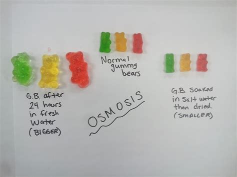 gummy bear experiment osmosis Ebook PDF