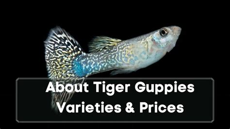 guppy price