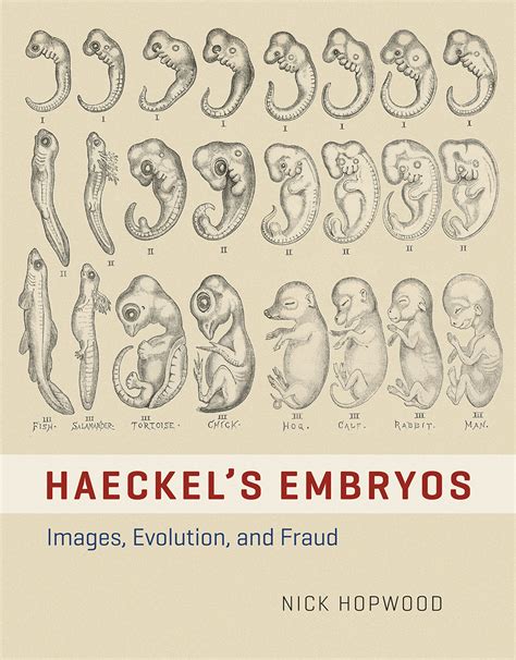 haeckels embryos images evolution and fraud Reader