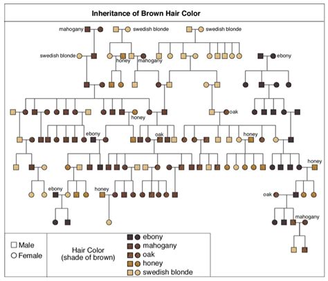 Hair Genetics Chart