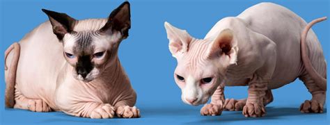 hairless cat care