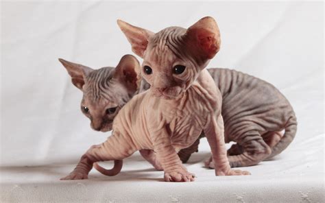 hairless cat kitten