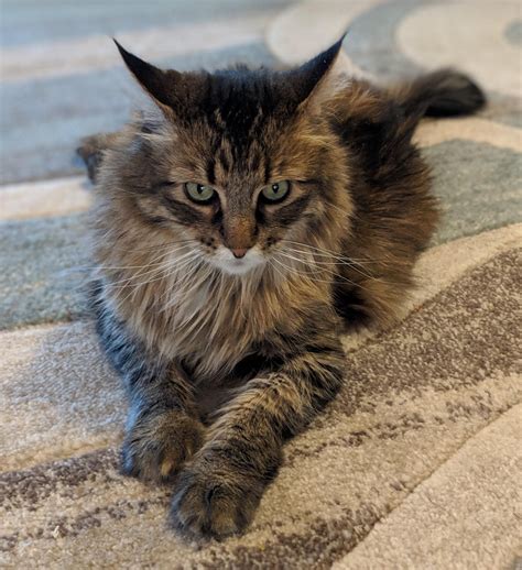 half maine coon