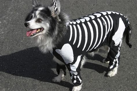 halloween costume dog